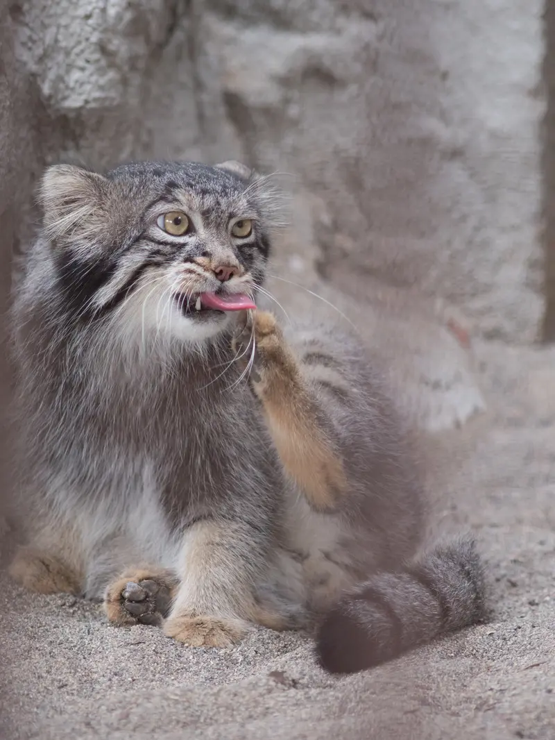 A photograph of Figa in Nogeyama Zoo