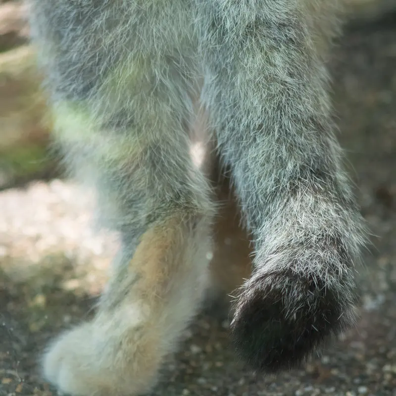 A photograph of Iris in Kobe Oji Zoo