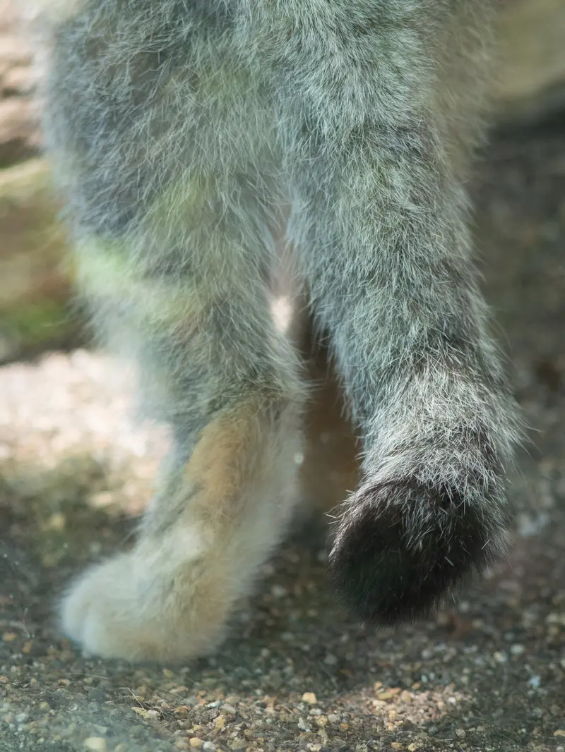 A photograph of Iris in Kobe Oji Zoo