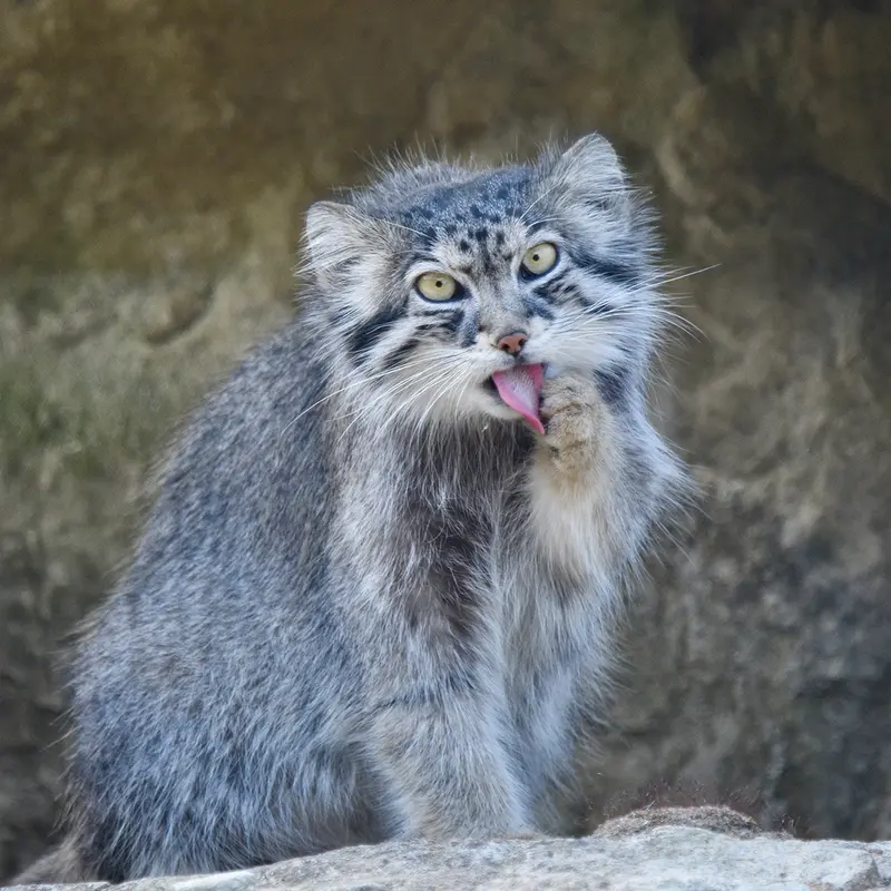 A photograph of Namuu in Port Lympne Wild Animal Park