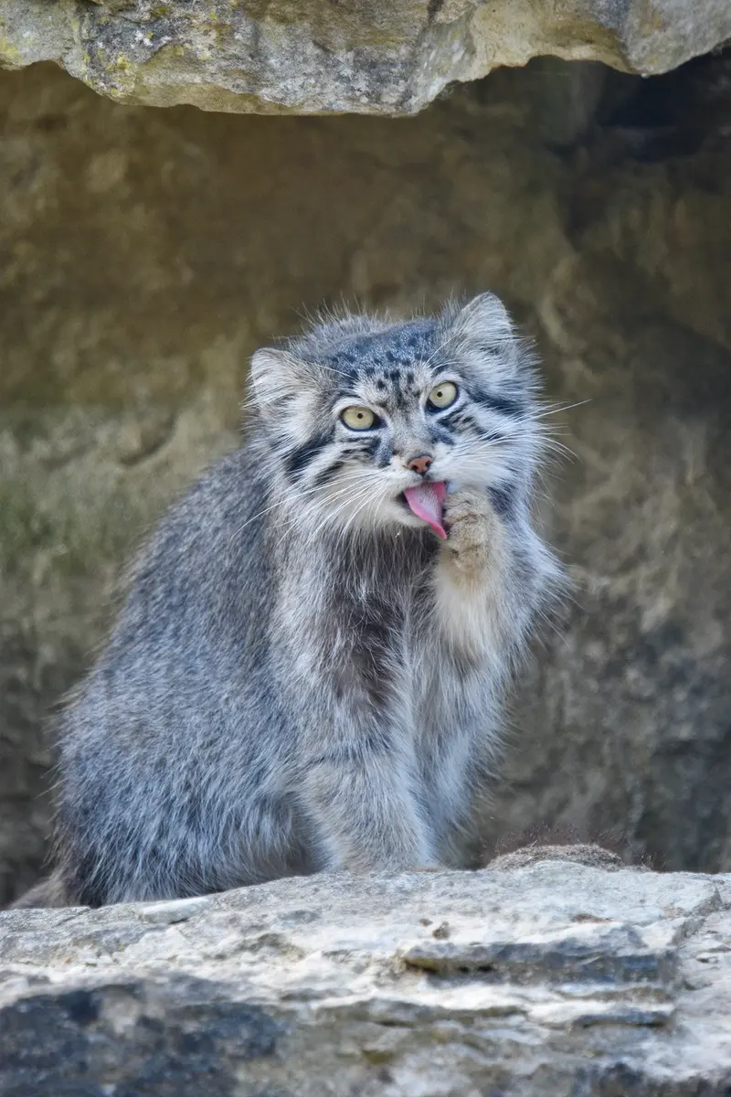 A photograph of Namuu in Port Lympne Wild Animal Park