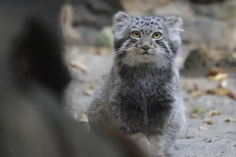 A photograph of a Pallas's cat in Novosibirsk Zoo