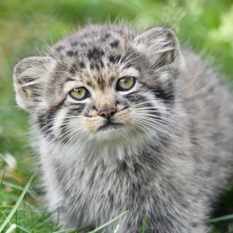 A photograph of a Pallas's cat in Port Lympne Wild Animal Park