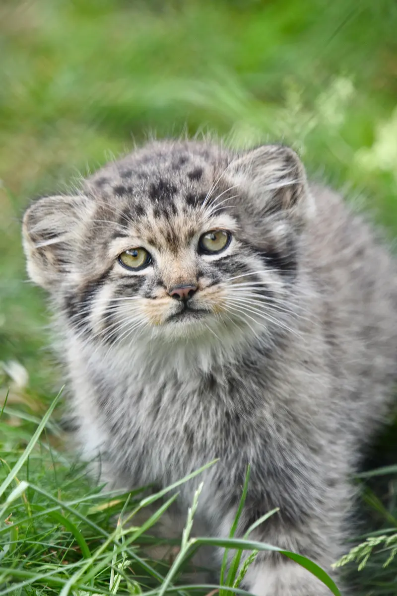 A photograph of a Pallas's cat in Port Lympne Wild Animal Park