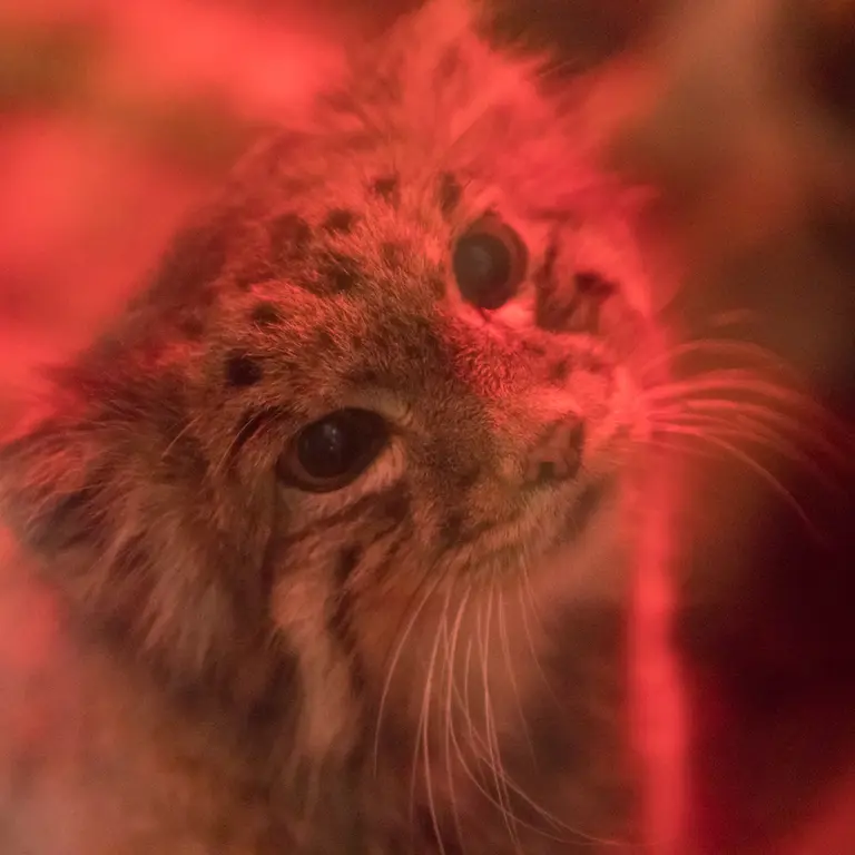 A photograph of Naim in Ueno Zoological Gardens