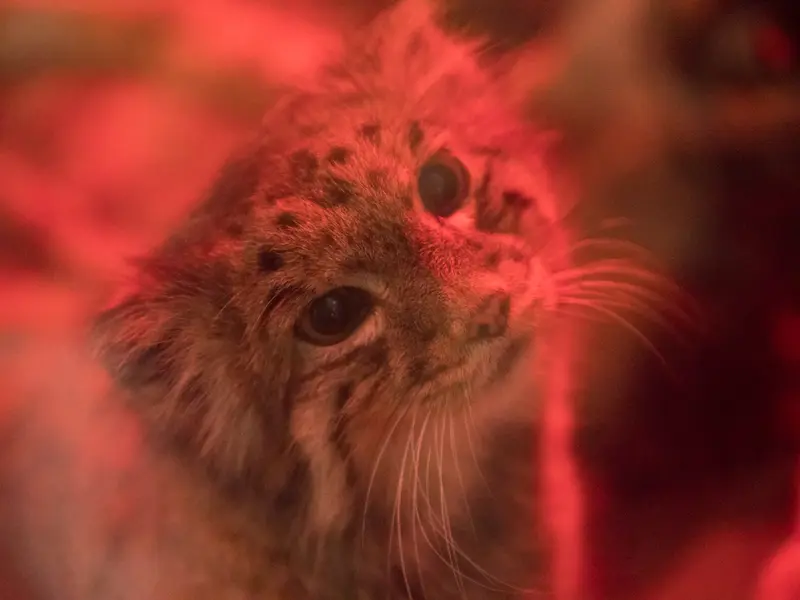 A photograph of Naim in Ueno Zoological Gardens