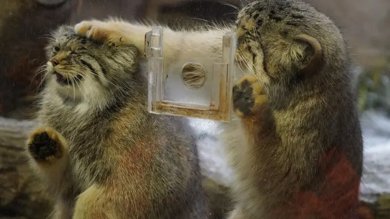 A photograph of a Pallas's cat