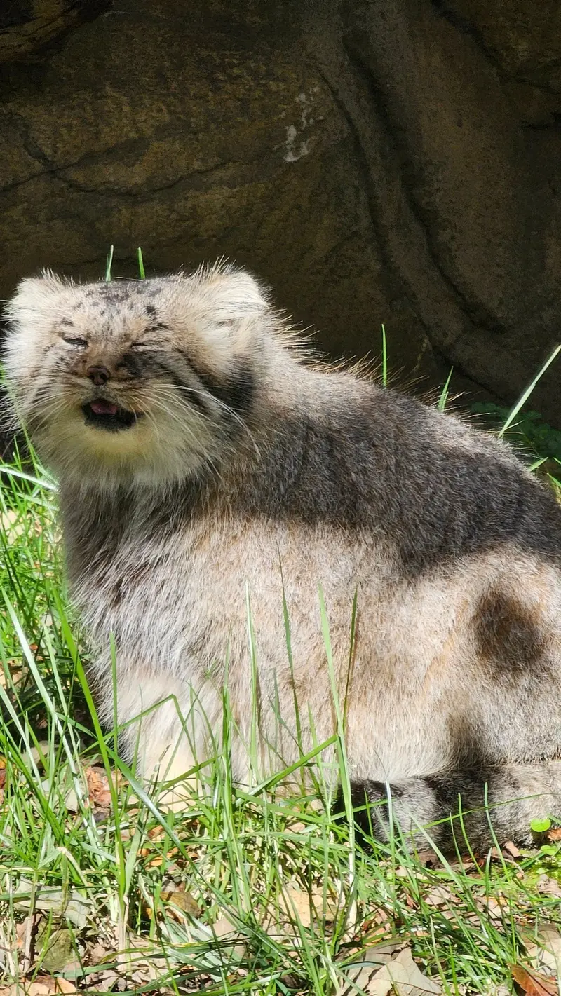 A photograph of a Pallas's cat