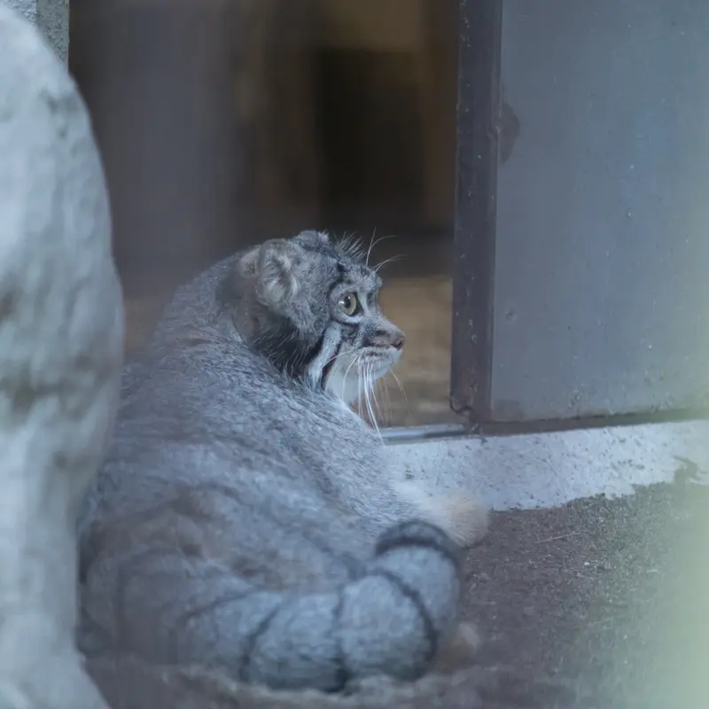 A photograph of Figa in Nogeyama Zoo