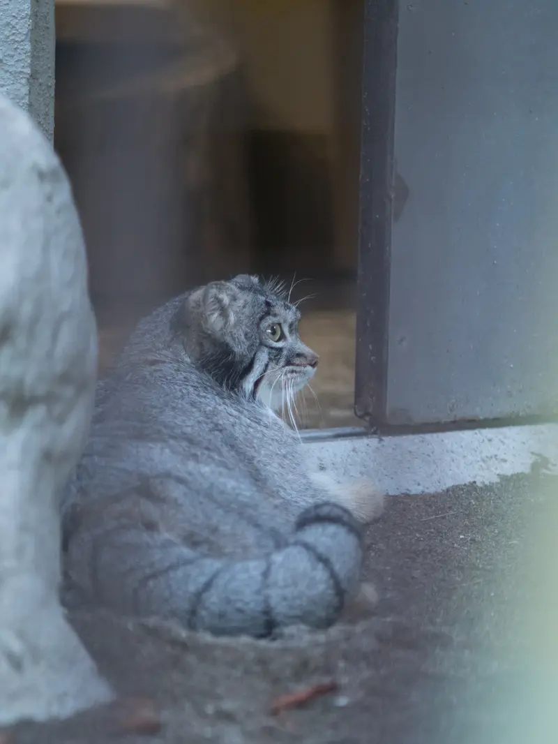 A photograph of Figa in Nogeyama Zoo