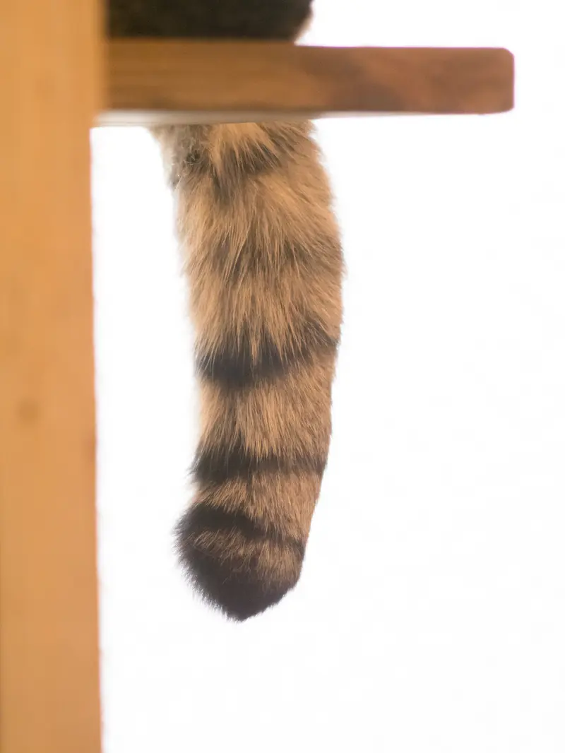 A photograph of Oto in Saitama Children's Zoo