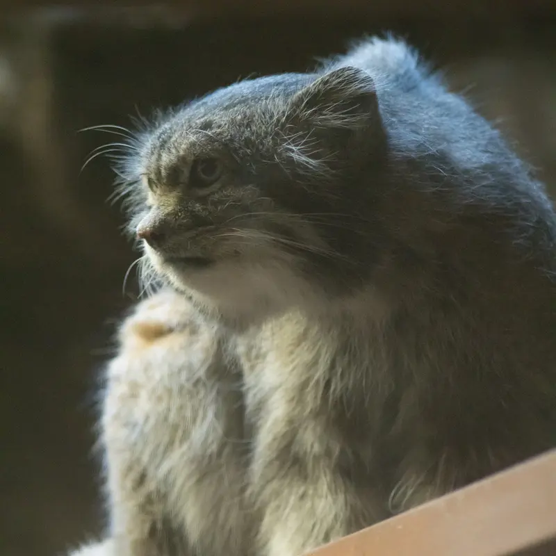 A photograph of Klyon in Ueno Zoological Gardens