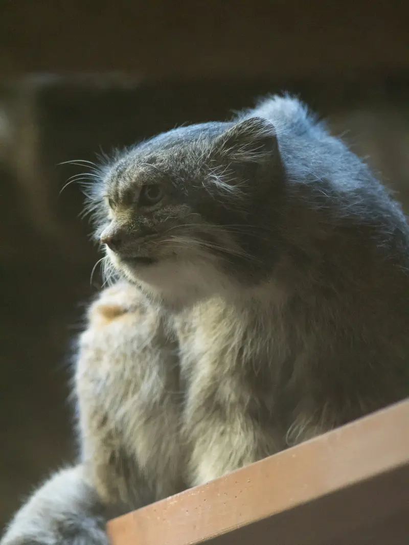 A photograph of Klyon in Ueno Zoological Gardens