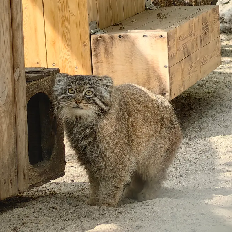 A photograph of Achi in Novosibirsk Zoo