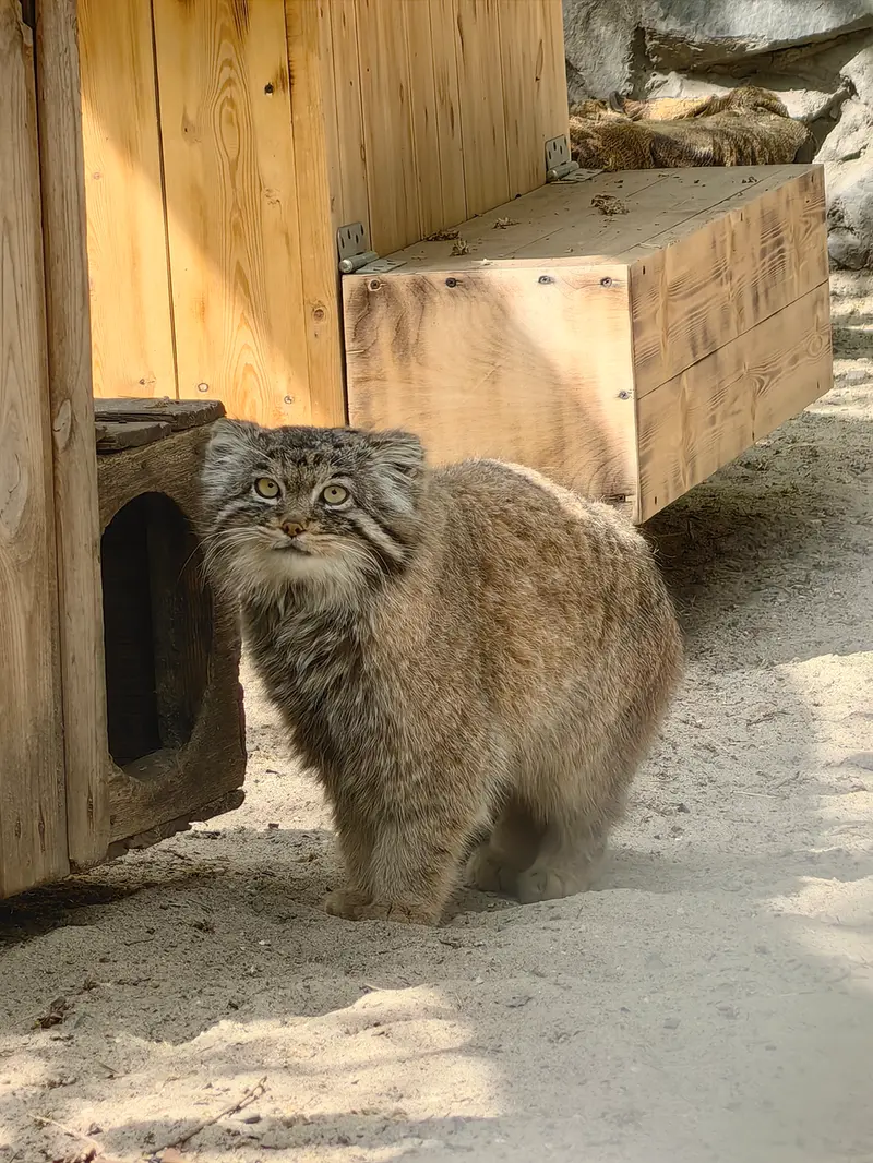A photograph of Achi in Novosibirsk Zoo