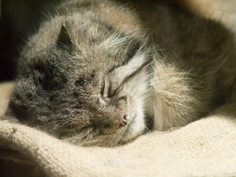 A photograph of Klyon in Ueno Zoological Gardens