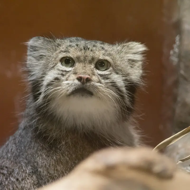 A photograph of Klyon in Ueno Zoological Gardens
