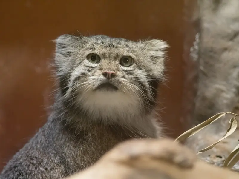A photograph of Klyon in Ueno Zoological Gardens