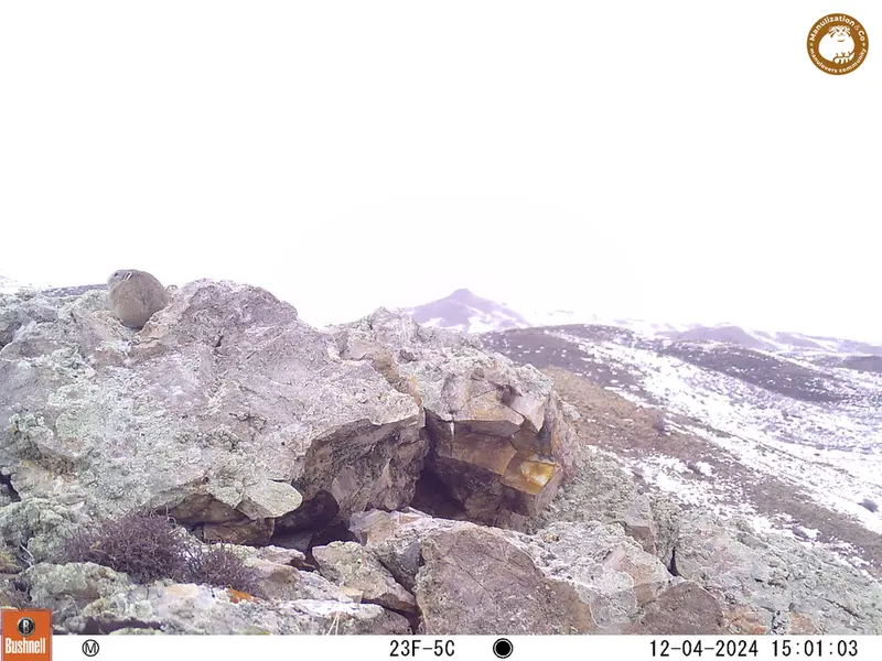 A photograph of Pika from Besshoky 1 camera trap