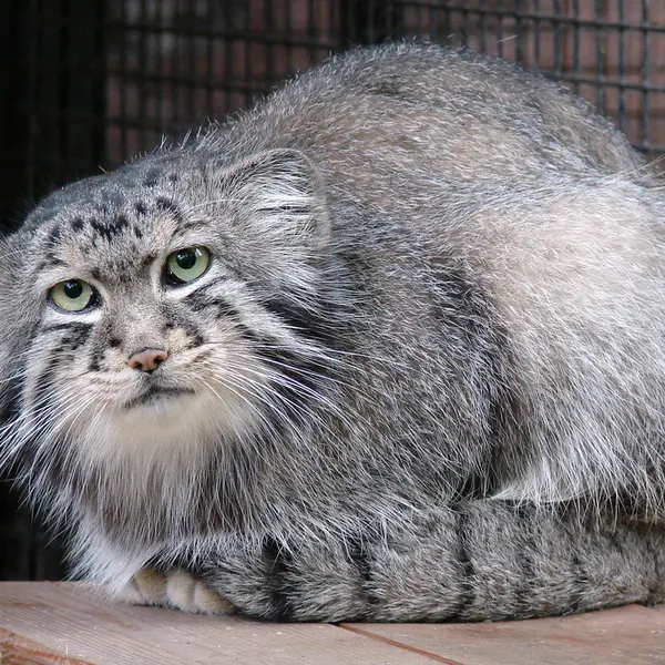 A photograph of Hurst in Riga Zoo