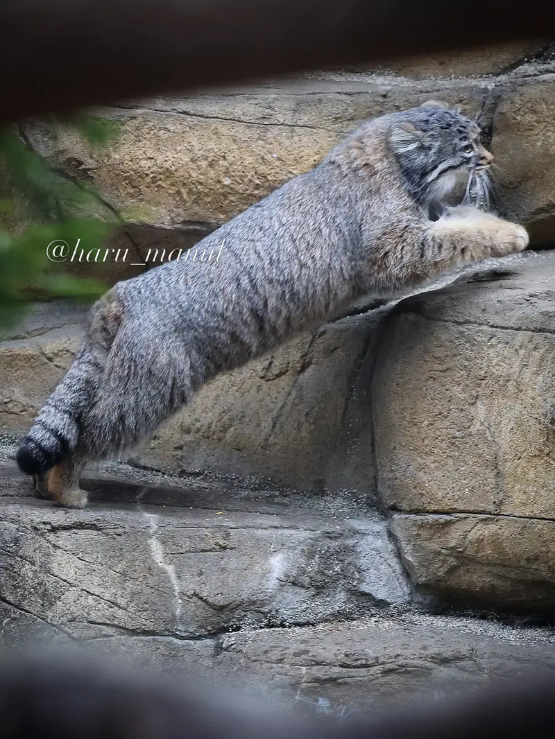 A photograph of Abrikos in Nasu Animal Kingdom