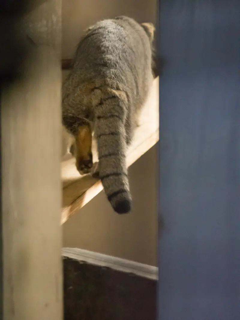 A photograph of Figa in Nogeyama Zoo