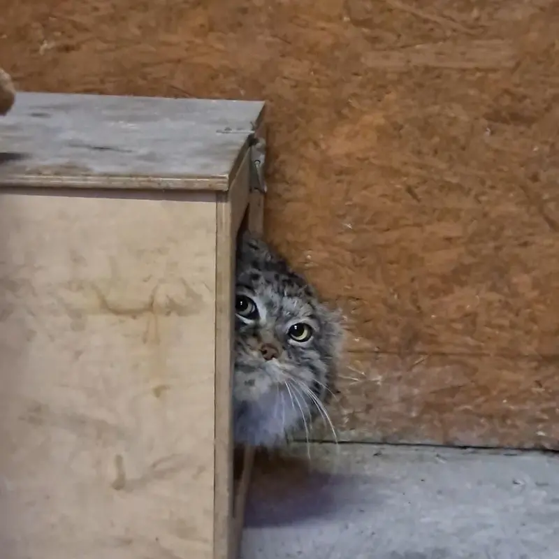 A photograph of a Pallas's cat in Poznan New Zoo