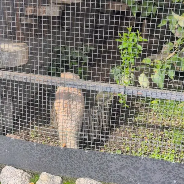 A photograph of a Pallas's cat in Leningrad zoo