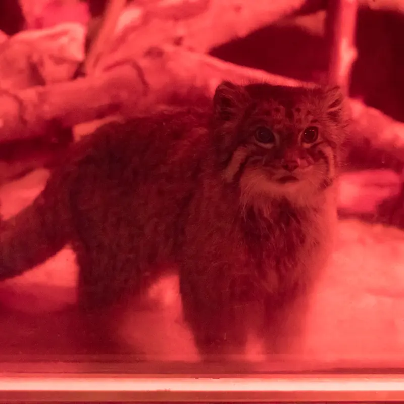 A photograph of Naim in Ueno Zoological Gardens