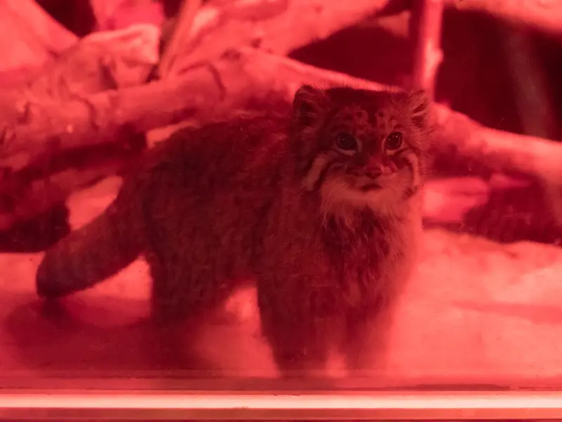 A photograph of Naim in Ueno Zoological Gardens
