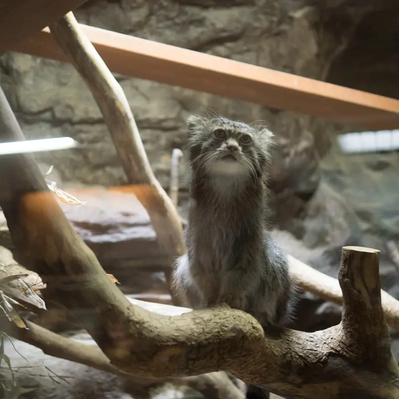 A photograph of Klyon in Ueno Zoological Gardens