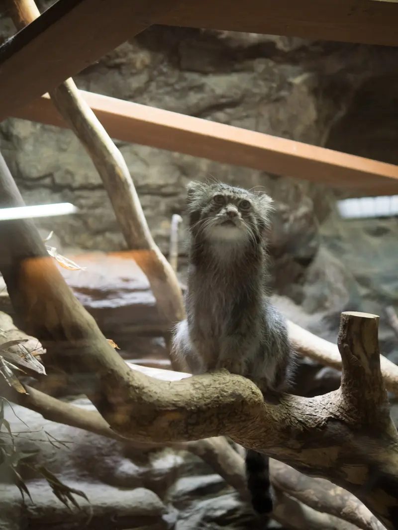 A photograph of Klyon in Ueno Zoological Gardens