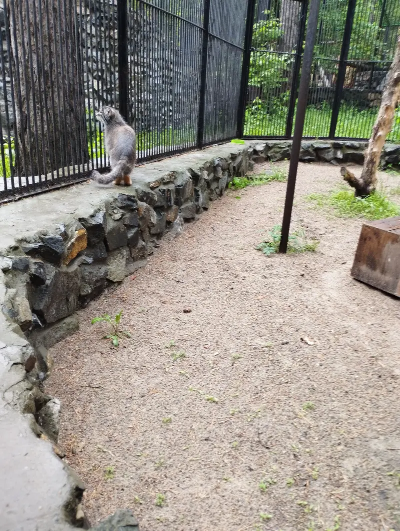 A photograph of a Pallas's cat in Novosibirsk Zoo