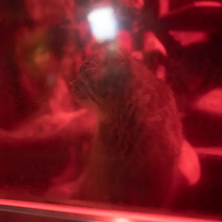 A photograph of Naim in Ueno Zoological Gardens
