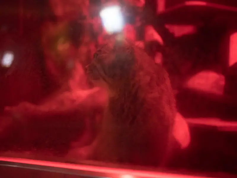 A photograph of Naim in Ueno Zoological Gardens