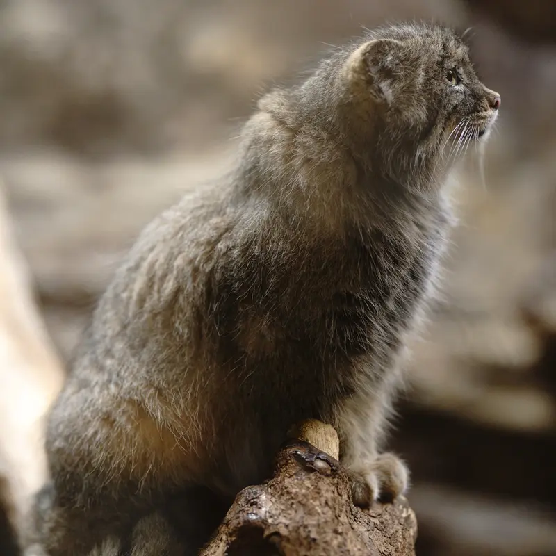 A photograph of Yus in Ueno Zoological Gardens