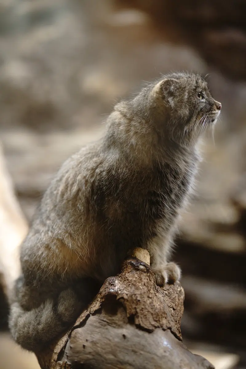 A photograph of Primula in Ueno Zoological Gardens