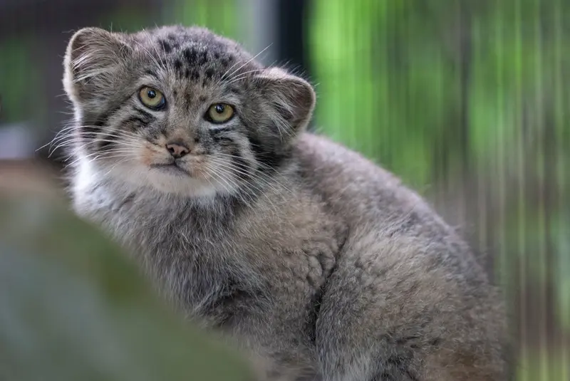 A photograph of Son of Erdene Ⅳ b. 2016 in Kraków Zoo