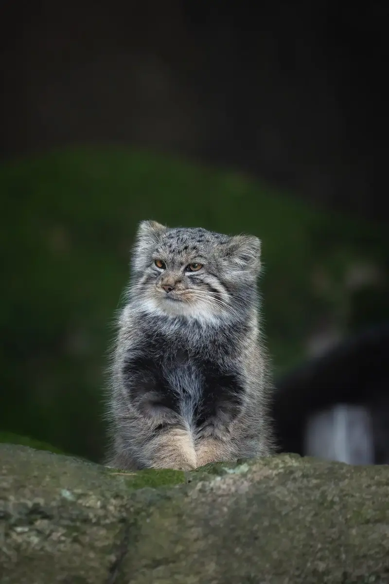 Manul of the day