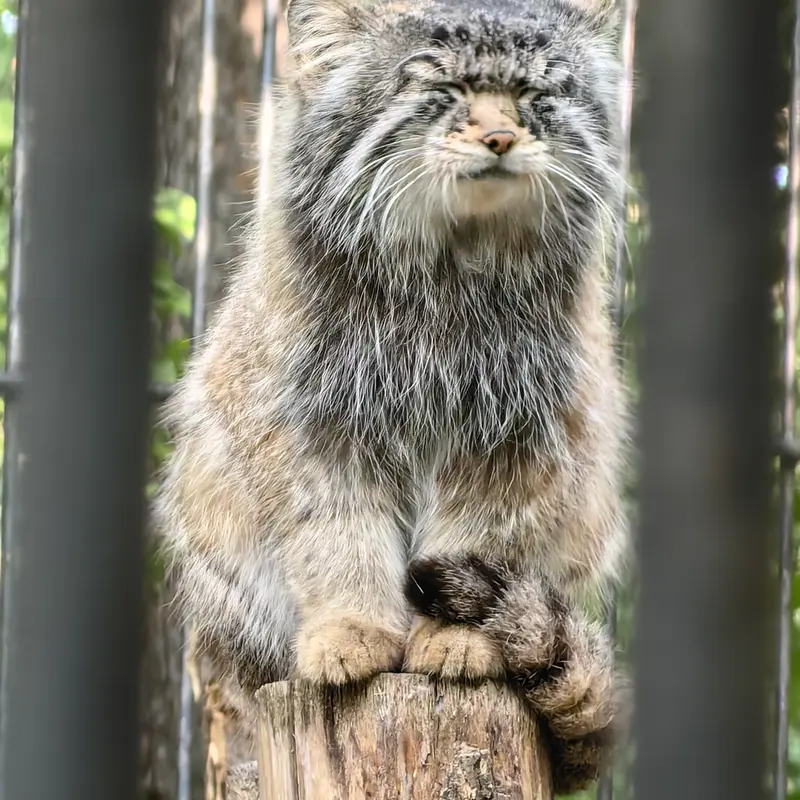 A photograph of Son of Eve 2023 Ⅳ in Novosibirsk Zoo