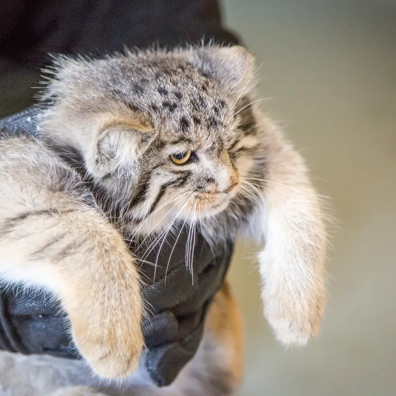 A photograph of a Pallas's cat