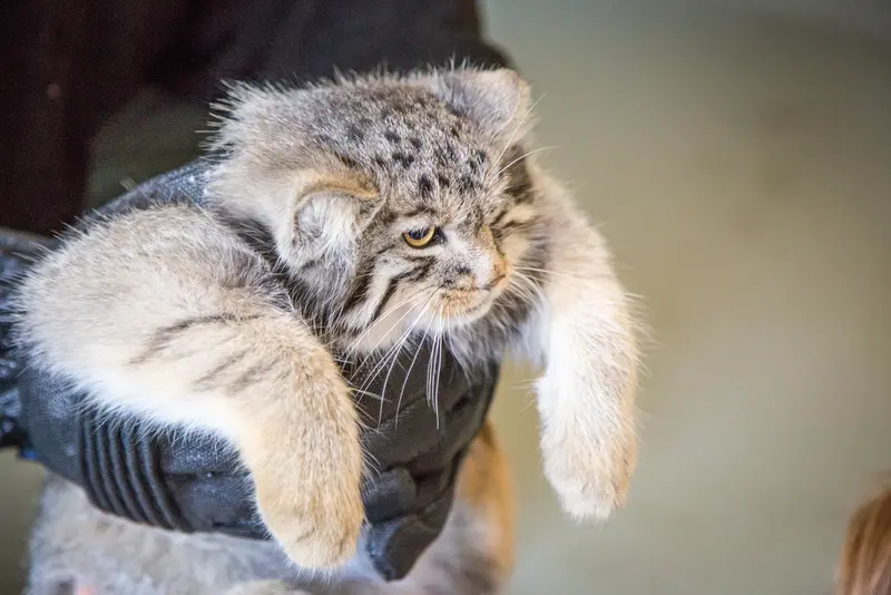 A photograph of a Pallas's cat