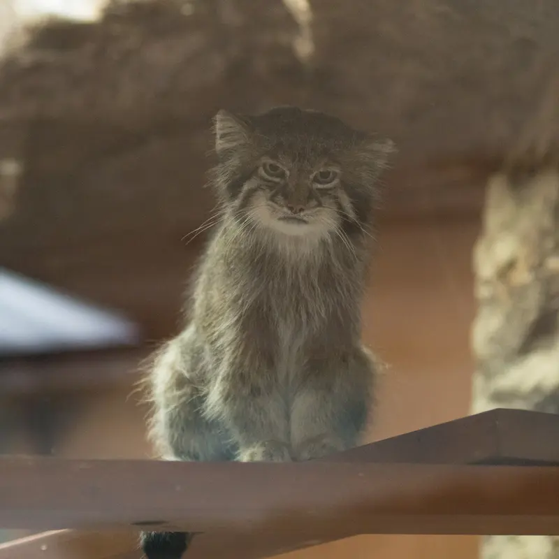 A photograph of Klyon in Ueno Zoological Gardens