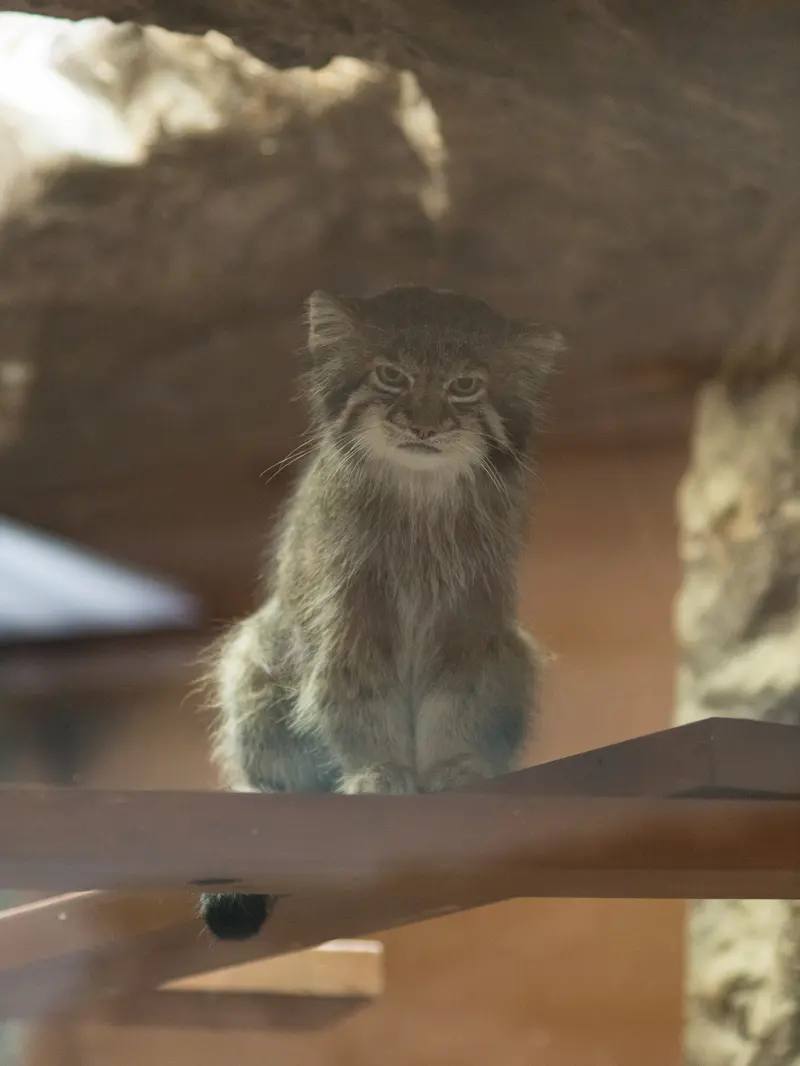 A photograph of Klyon in Ueno Zoological Gardens
