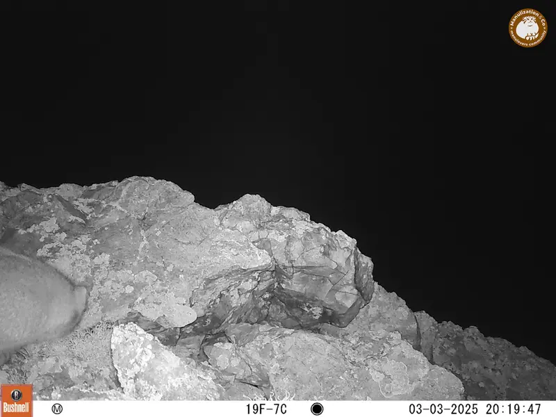 A photograph of Otocolobus manul manul from Besshoky 1 camera trap