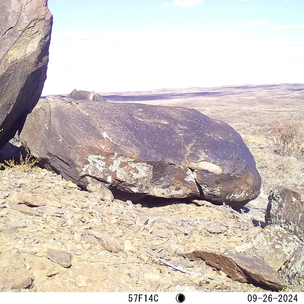 A photograph of Kazakh pika from Koshkar camera trap