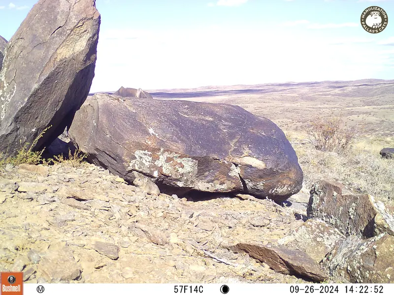 A photograph of Kazakh pika from Koshkar camera trap
