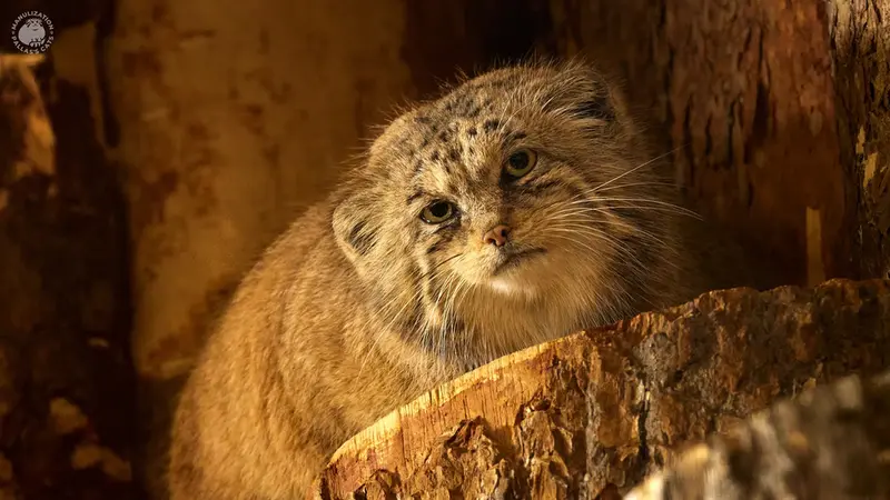 Manul of the day
