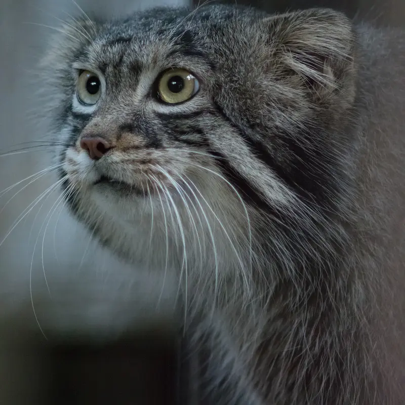 A photograph of Figa in Nogeyama Zoo