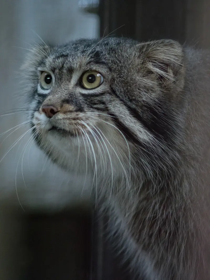 A photograph of Figa in Nogeyama Zoo